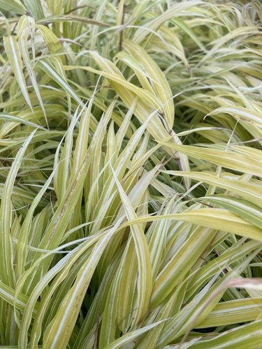 Hakonechloa macra 'Lemon Zest' (HakBri1) | Lemon Zest Japanese