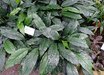 Spathiphyllum
