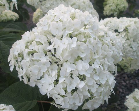 【Hydrangea】 Diamond Dotz Hydrangea Garden Diamond Painting | Michaels