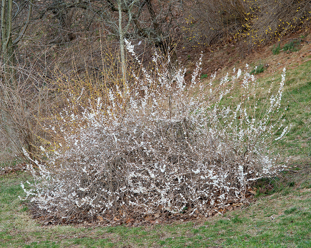 Photo of Abeliophyllum distichum flower by Plant Image Library