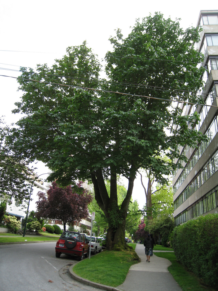 Photo of Acer macrophyllum form by Wendy Cutler