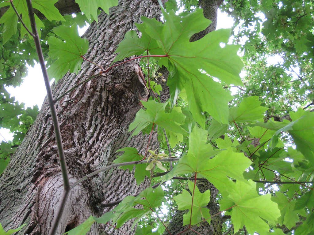 Photo of Acer macrophyllum distinctive bark, foliage by Wendy Cutler