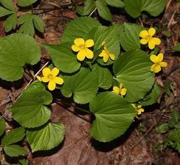 Photo of Viola glabella flower, foliage, form by Walter Siegmund
