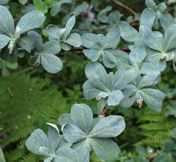 Photo of Berberis temolaica foliage by Evan Bean