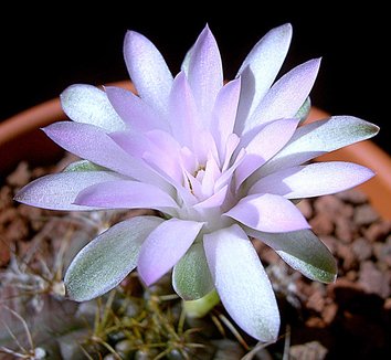 Photo of Gymnocalycium anisitsii ssp. damsii by Cactus Jungle