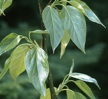 Photo of Populus balsamifera foliage by USDA