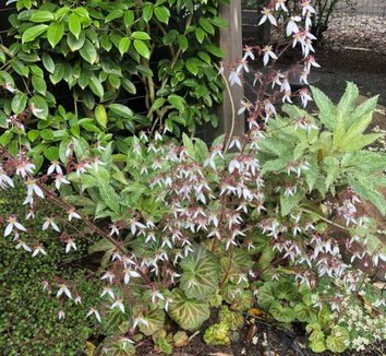 Photo of Saxifraga stolonifera flower, foliage by Little Prince of Oregon