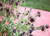 Cerinthe