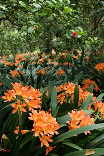 thumbnail image 2 of YEGAOL Garden 20Pcs Kaffir Lily Seeds Clivia Miniata Natal 2 of 11