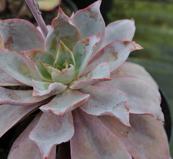 Photo of Echeveria Hybrids foliage by plant lust