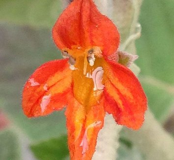 Photo of Colquhounia coccinea var. mollis flower by Forestfarm