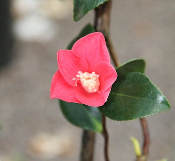 Photo of Camellia japonica 'Unryu' flower by Cistus Nursery