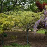 Wisteria 'Caroline' | Wisteria floribunda 'Caroline' | plant lust