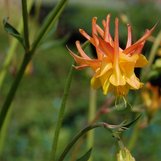 Aquilegia chrysantha 'Flore Pleno' | | plant lust
