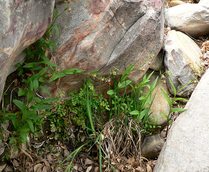 Photo of Epipactis gigantea form, habitat by Stan Shebs