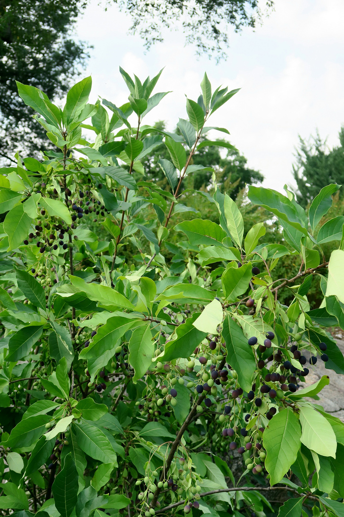 Photo of Chionanthus virginicus fruit by Kristine Paulus