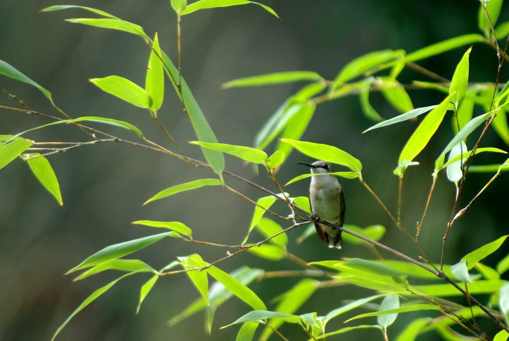 Photo of Phyllostachys nigra landscape by Alan Lorence