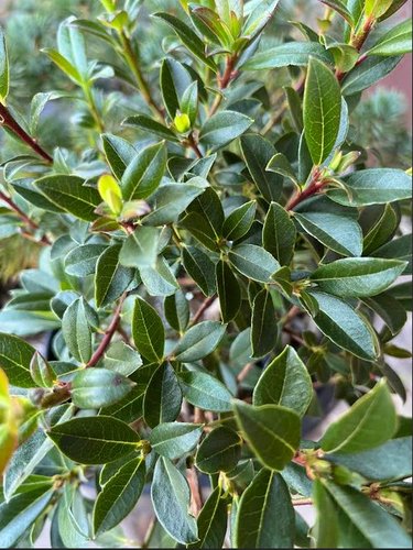 Photo of Rhododendron augustinii 'Royal Purple'