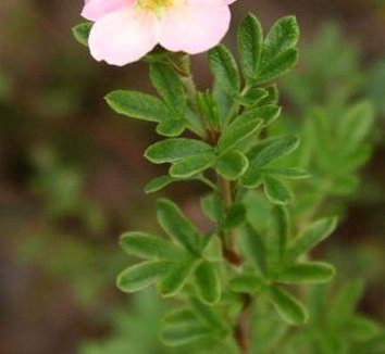 Dasiphora from multiple nurseries on Plant Lust
