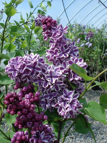 ★★Adairs★★ Trefoil Tea Lilac IR8001 Syringa vulgaris 'Sensation' | Sensation Common Lilac