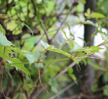 Photo of Ampelopsis glandulosa var. heterophylla foliage by Thesurvived99