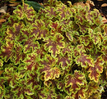 Photo of x Heucherella 'Solar Power' form by Terra Nova Nurseries, Inc.