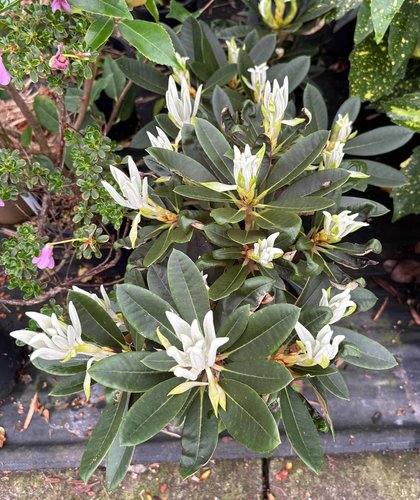Photo of Rhododendron 'Yak-Pac' foliage by plant lust