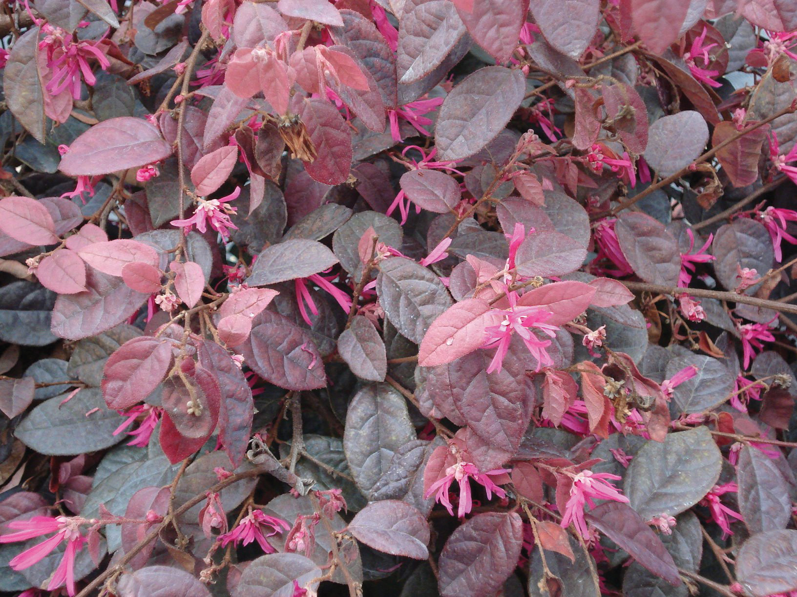 Loropetalum Chinense Var Rubrum Fire Dance RARBL