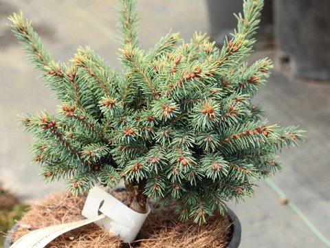 Picea mariana 'Blue Marble' | Blue Marble Black Spruce | plant lust
