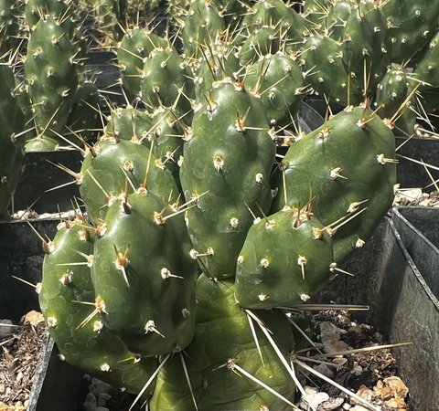 Opuntia fragilis [Whidbey Island]