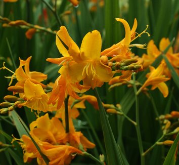 Photo of Crocosmia Walberton Yellow flower by Karl Gercens III