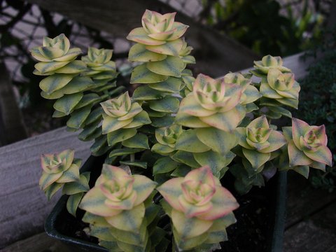 Crassula perforata 'Variegata' | plant lust