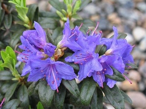 rhododendron micranthum inkarho bloombux Bloomin' Easy® Rhododendron Bloombux® Magenta Boxwood Alternative main image 0