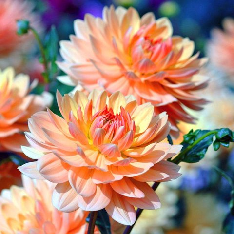 Dahlia 'Apricot Desire' plant lust