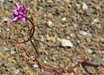 Dichelostemma