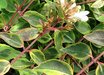 Abelia