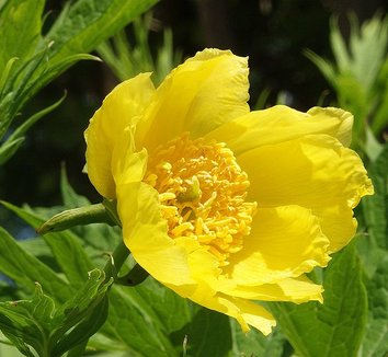 Photo of Paeonia ludlowii flower by Bernd Haynold