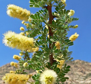 Photo of Acacia greggii flower, foliage by Stan Shebs
