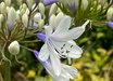 Agapanthus
