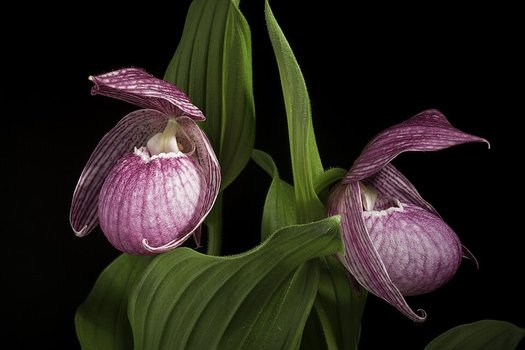 Photo of Cypripedium hotei-atsumorianum flower by sunoochi