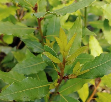 Photo of Laurus nobilis 'Starbright' foliage by Evan Bean