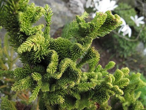 Cryptomeria japonica 'Cristata' | Crested Japanese Cedar