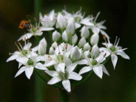 Photo of Allium tuberosum flower by Hoot Owl Hollow Nursery