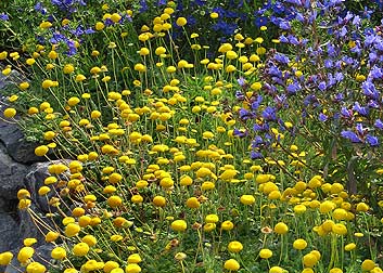 Photo of Cotula lineariloba 'Big Yellow Moon' flower, form by Annie's Annuals & Perennials