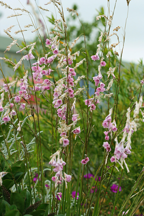 Photo of Dierama 'Lancelot' flower, form by Annie's Annuals & Perennials