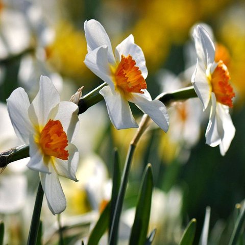Narcissus 'Geranium' | Geranium Daffodil | plant lust