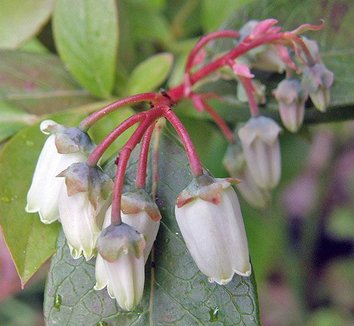 Photo of Vaccinium corymbosum 'Legacy' flower by Conifer Kingdom