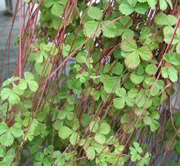 Photo of Woodland Strawberry foliage by Annie's Annuals & Perennials