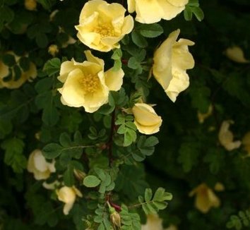 Photo of Rosa hugonis flower by Sten Porse