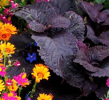 Photo of Coleus scutellarioides 'Palisandra' foliage by Annie's Annuals & Perennials